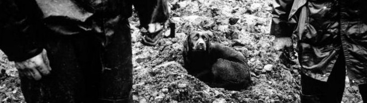 Bannière Vanden Eeckhoudt, un photographe face au regard des animaux