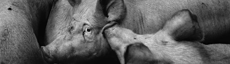 Bannière Une utopie qui approche à grands pas