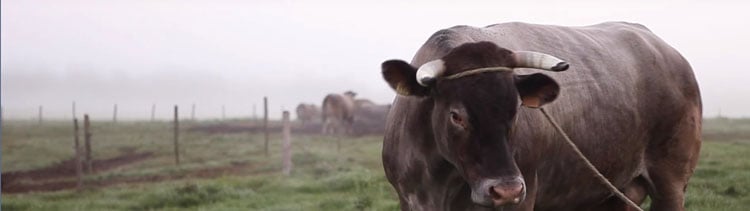 Bannière « Cerise n’ira pas à l’abattoir. » Mais ses veaux, oui !