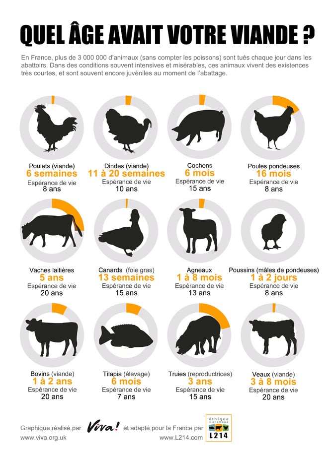 Graphiques représentant l'âge auquel les animaux sont tués pour être mangés