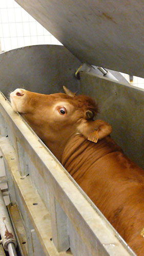 Vache à l'abattoir