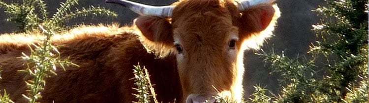 Bannière Des vaches tuées à bout portant