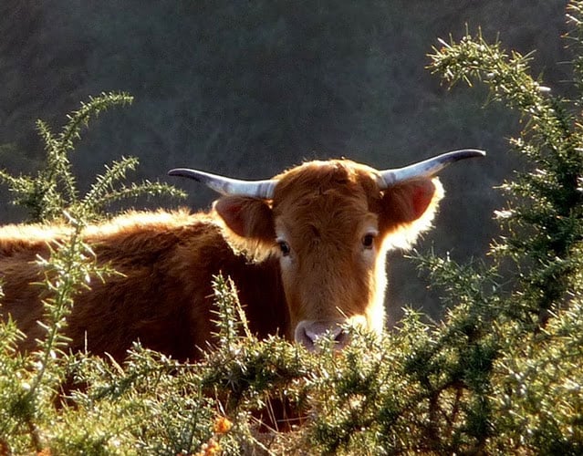 Vache betizu portrait