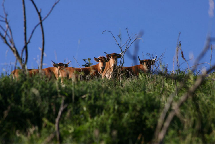 Vaches betizus dans un pré