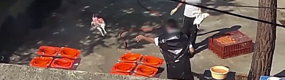 Bannière [vidéo] Kapparot : des poulets égorgés par tradition religieuse