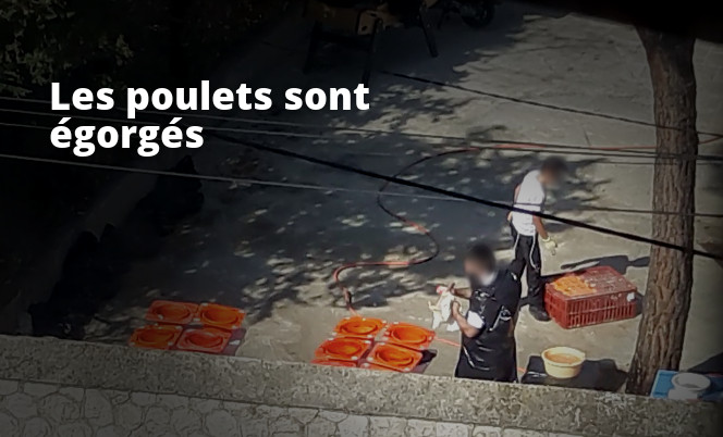 égorgement des poulets pour Kapparot