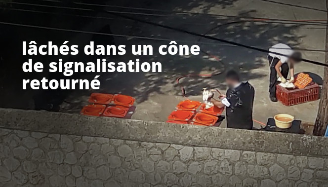 poulets lâchés dans un cône de signalisation