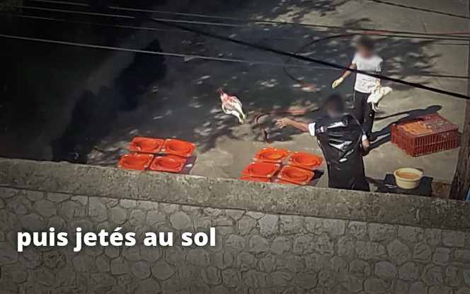 poulets tués puis jetés au sol, Kapparot