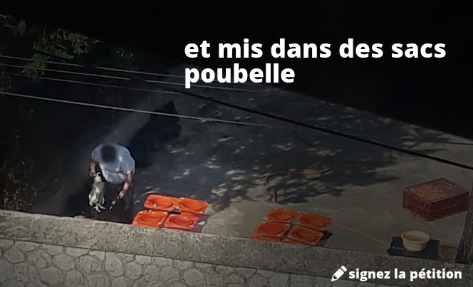 poulets mis dans des sacs poubelle, Kapparot
