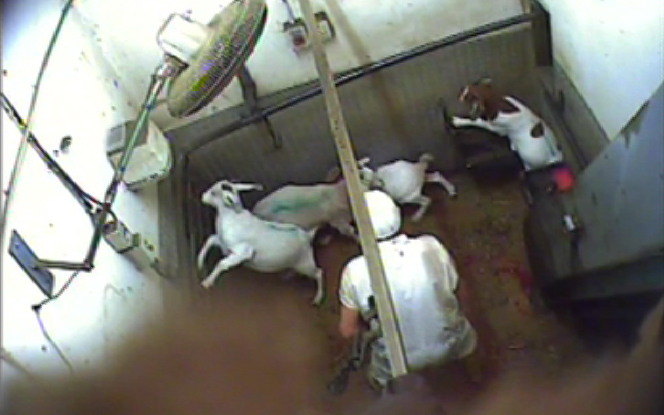dans un abattoir au Royaume-Uni, enquête Animal Aid