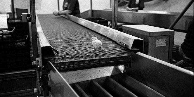 Poussin sur un tapis roulant
