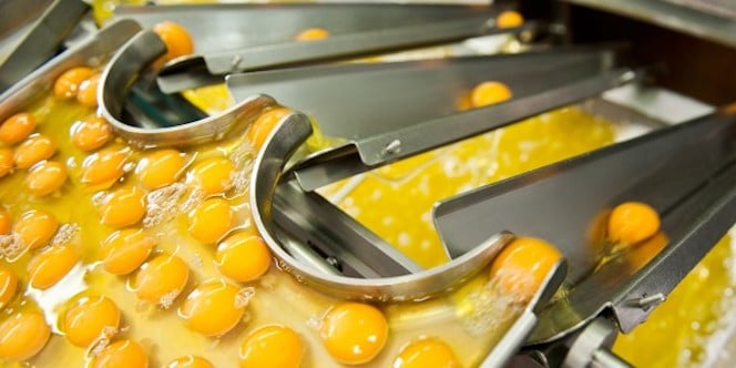 Production industrielle d'œufs liquides