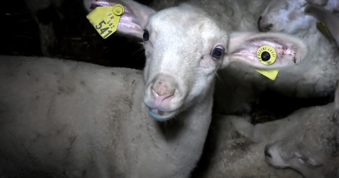 agneau abattoir Mauléon