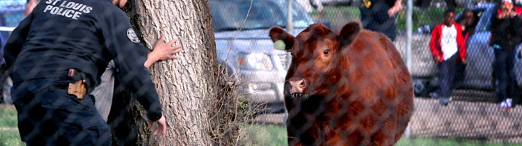 Bannière Terrifiées, elles s’échappent d’un abattoir
