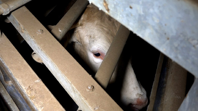 Bovin à l'abattoir de Mauléon