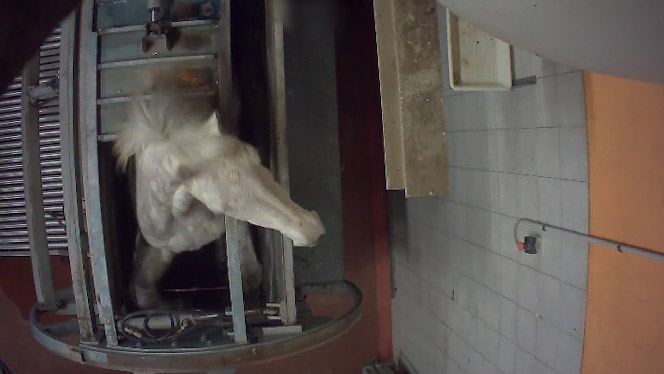 Cheval cherchant à fuir, abattoir de Pézenas