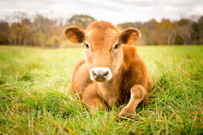 Veau sanctuaire (photo Mark Peters)