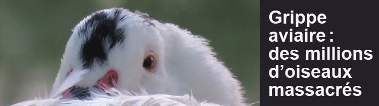 Bannière Grippe aviaire : chronique d’un massacre
