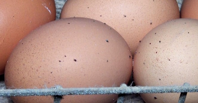 poux rouges élevage poules cages