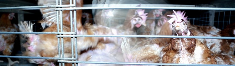 Bannière Poules malades, déplumées, infestation de poux : tout va bien selon les vétérinaires de l'État !