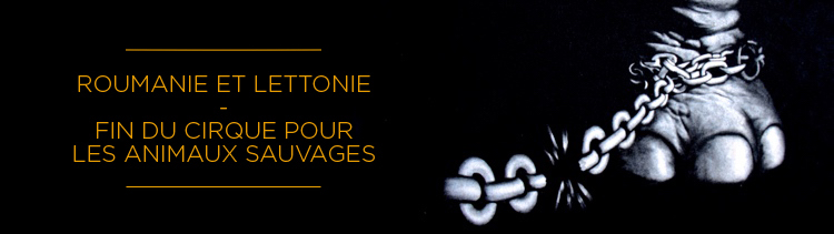 Bannière Roumanie et Lettonie disent non aux animaux sauvages dans les cirques