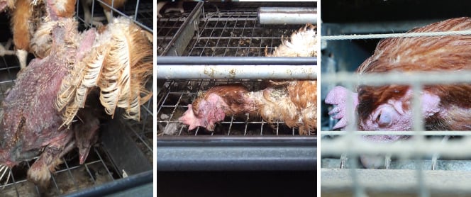 poules mortes cages oeufs Geslin Vendée