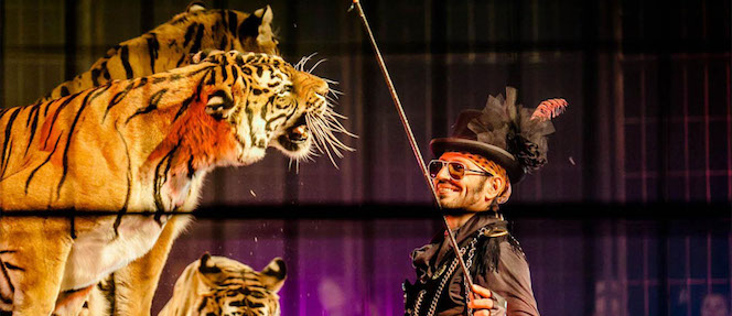 Numéro de fauve au circle Bouglione