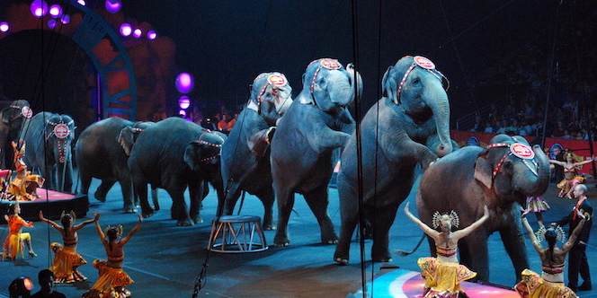 Numéro d'éléphants dans un cirque