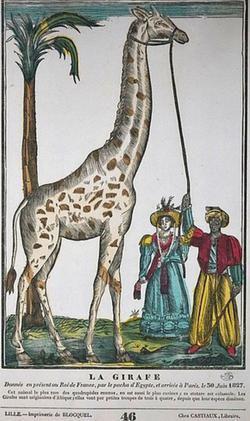 La girafe exhibée en France