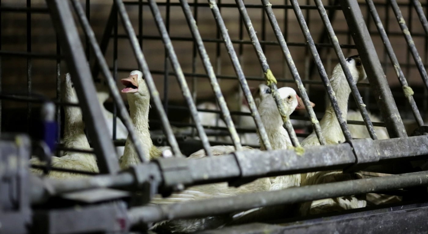 Canards en cages collectives pour le foie gras