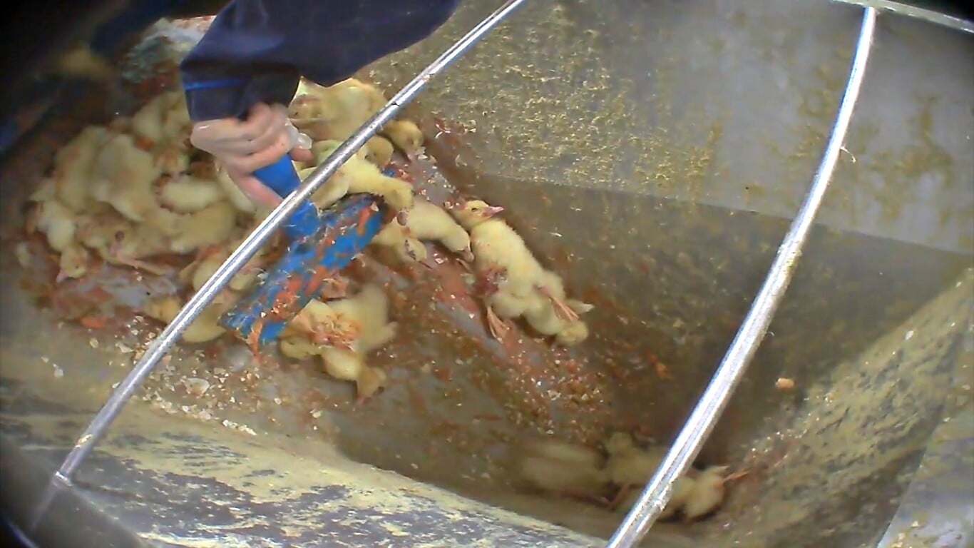 Canetons broyés