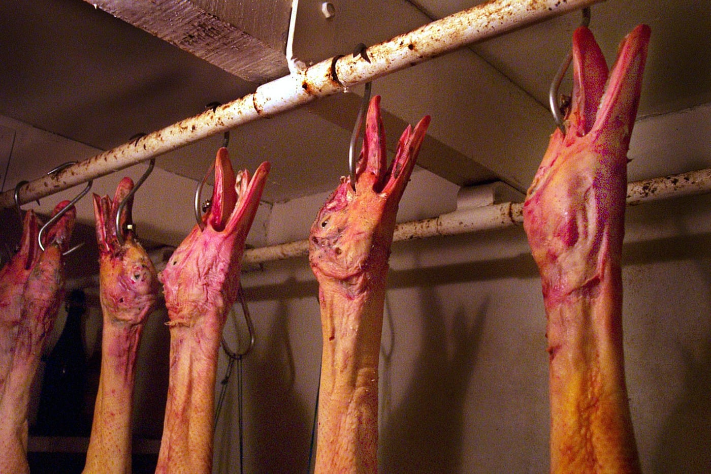 Canards tués à l'abattoir pour le foie gras