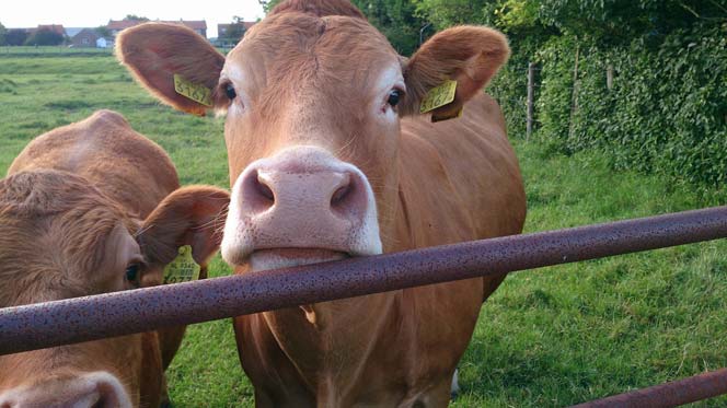 Vaches dans un pré, regards