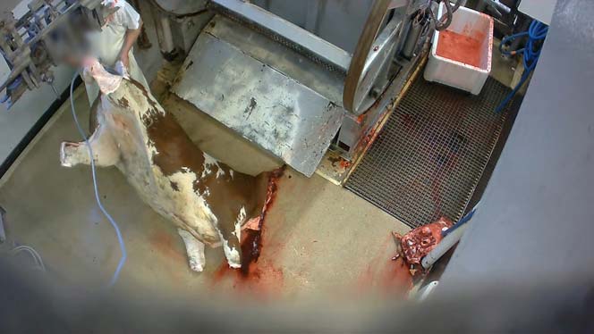 Vache égorgée, abattoir