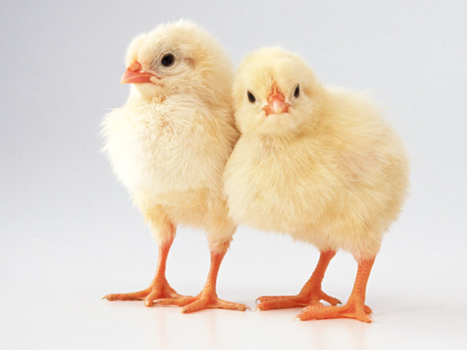 Poussins