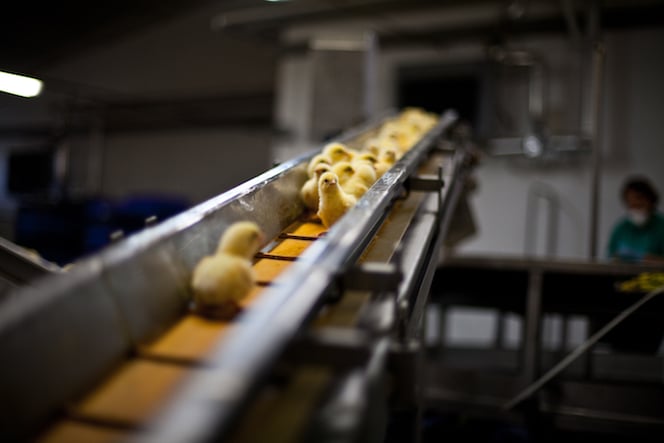 Tapis roulant dans un couvoir de poussins