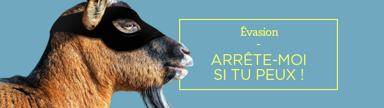 Bannière L’étonnante histoire de Fred, un bouc champion de l’évasion