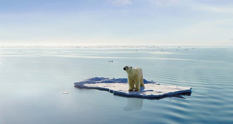 Ours sur un bloc de glace à la dérive
