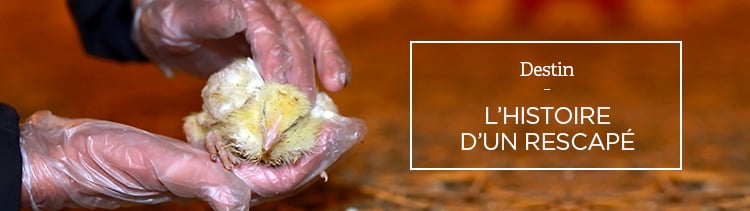 Bannière Histoire d’un rescapé