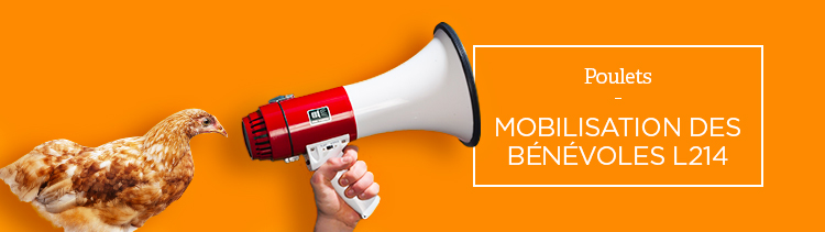 Bannière #800millions : mobilisation des bénévoles L214 !