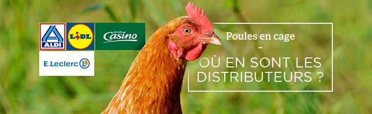 Bannière Œufs de poules en cage : quels distributeurs sont engagés ?