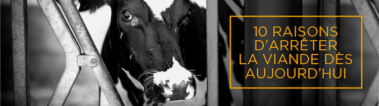 Bannière 10 bonnes raisons d’arrêter de manger de la viande dès aujourd’hui ! On y va ?