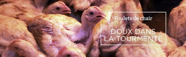 Bannière Doux dans la tourmente