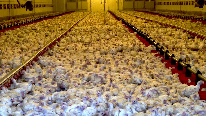 Bâtiment d'élevage intensif de poulets