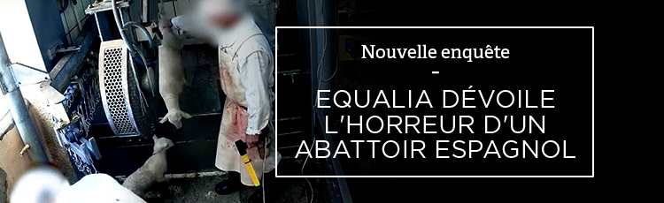 Bannière Une nouvelle enquête montre l’horreur d’un abattoir espagnol