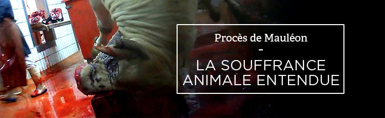 Bannière Procès de Mauléon : la souffrance animale entendue