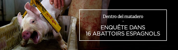 Bannière Plongée dans l'horreur des abattoirs espagnols