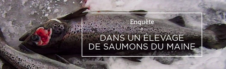 Bannière La pisciculture, un autre visage de l’élevage intensif