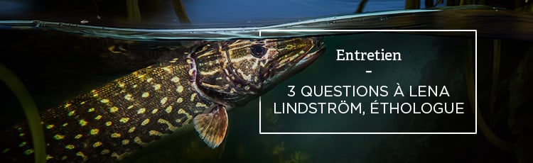 Bannière 3 questions à Lena Lindström, éthologue