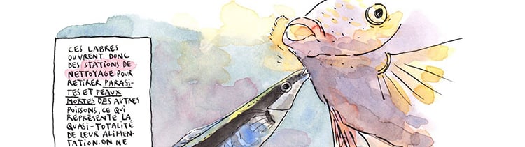 labre nettoyeur paupières poissons